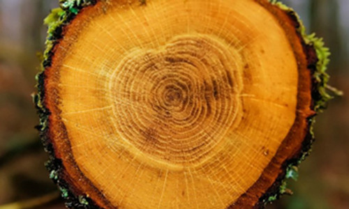 Vòng cây chứa đựng bằng chứng của các cơn bão năng lượng Mặt trời trong quá khứ. roundstripe/Shutterstock.com