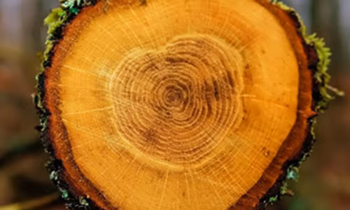 Vòng cây chứa đựng bằng chứng của các cơn bão năng lượng Mặt trời trong quá khứ. roundstripe/Shutterstock.com