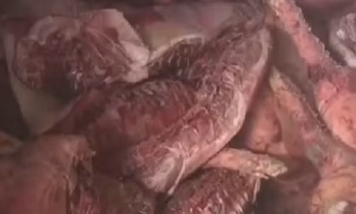 Cong nghe bien lon chet boc mui thanh thit hun khoi