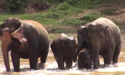 Rot nuoc mat canh voi me giai cuu con minh khoi chet duoi