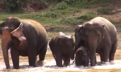 Rot nuoc mat canh voi me giai cuu con minh khoi chet duoi