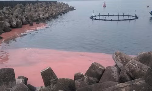 Thuc hu chuyen bien Vung Ang xuat hien dai nuoc mau do