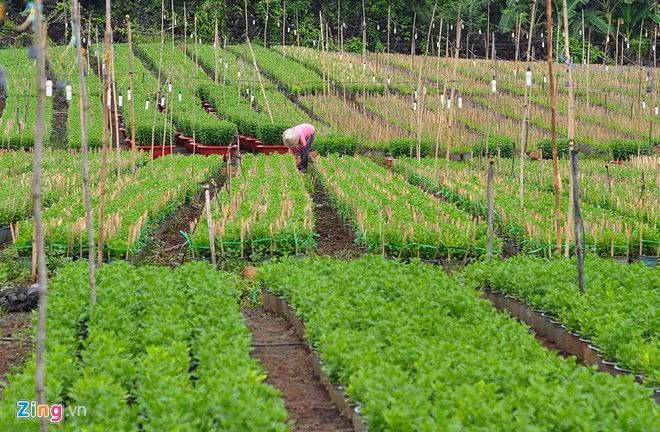 Gần Tết, những vườn hoa ở xã Quang Trung, huyện Thống Nhất (Đồng Nai) bước vào vụ, thu hút lượng lớn lao động trong và ngoài tỉnh về làm thuê. Anh Đỗ Minh Hưng (ngụ ấp Lê Lợi 2, xã Quang Trung), cho biết gia đình trồng 1 ha các loại cúc, cát tường, mào gà... Diện tích lớn, khối lượng công việc nhiều nên gia đình phải thuê hàng chục người làm.