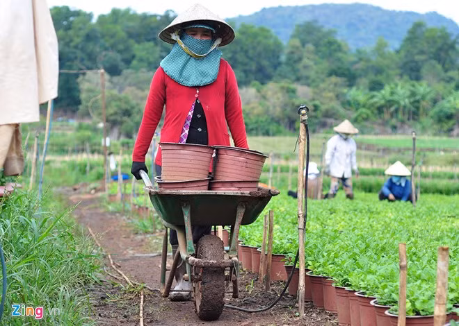 Bà Thạch Hoa (53 tuổi, quê Trà Vinh), cho biết vợ chồng bà đến đồng hoa ở Đồng Nai làm việc từ tháng 10 và đây là năm thứ 2. Số tiền hai vợ chồng kiếm được sẽ là nguồn để cả gia đình trang trải, sắm sửa dịp Tết đến, xuân về.
