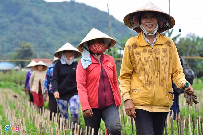 Lao động đổ về cánh đồng hoa đa phần là phụ nữ. Trong số gần 50 người, có cư dân địa phương và các tỉnh lân cận, có cô đến từ các tỉnh miền Tây.