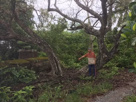 Xon xao cay thi va hai ngoi mo co o Tien Giang