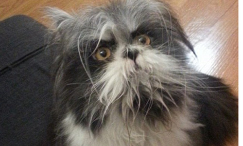 Buc anh khien dan mang “dien dau” khong biet la cho hay meo