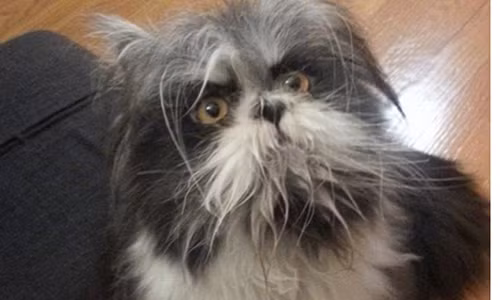 Buc anh khien dan mang “dien dau” khong biet la cho hay meo