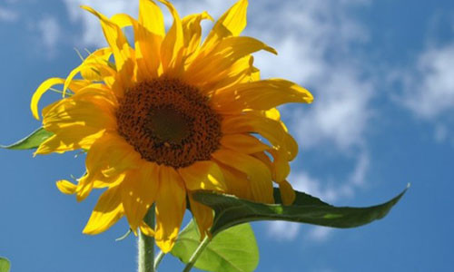 9 thuc pham than thanh giup me bau sinh thuong de dang ma khong bi “rach