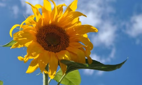 9 thuc pham than thanh giup me bau sinh thuong de dang ma khong bi “rach