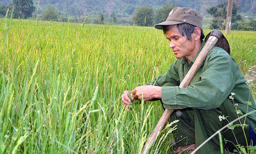 Gap vua lua nuoc cua nguoi Ca Dong o Quang Ngai