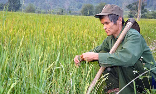 Gap vua lua nuoc cua nguoi Ca Dong o Quang Ngai