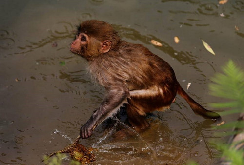 Chú khỉ quăng quật con cóc.