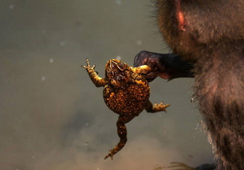 Con cóc cố gằng tìm mọi cách để thoát thân.