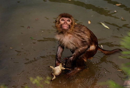 Chú cóc nằm gọn trong tay của con khỉ.