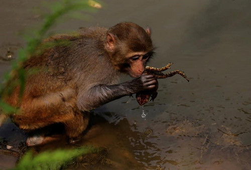 Con khỉ không gặp mấy khó khăn để bắt chú cóc.