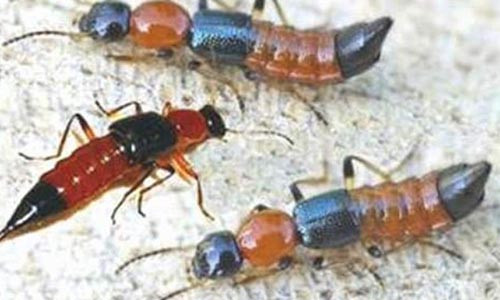 Duoi sach kien ba khoang ra khoi nha ma khong can thuoc