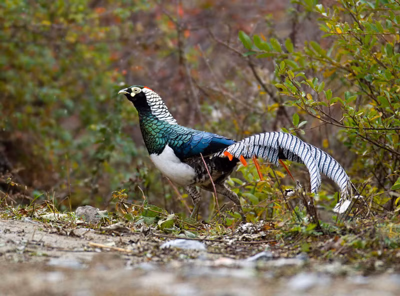 Chúng có bộ lông màu trắng pha đen, mào đỏ. Đuôi của giống gà đặc biệt này có màu xám với 2 chõm lông màu đỏ. Gà trống có màu sắc sặc sỡ hơn gà mái. Lông của gà mái chủ yếu là màu đốm nâu nhạt. Chân của gà lôi Lady Amherst có màu xám.