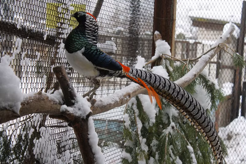  Gà lôi Lady Amherst trống trưởng thành có chiều dài 100-120cm. Trong khi đó, chiều dài đuôi chiếm 80cm chiều dài cơ thể của nó. Con mái nhỏ hơn con trống đôi chút.