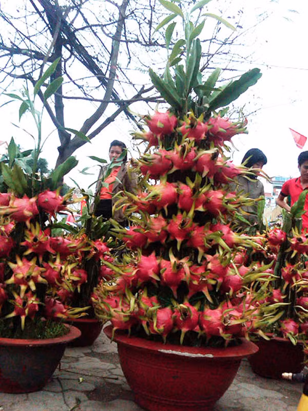 Cây thanh long Vài năm gần đây, các nhà vườn ngoài việc tập trung vào các loại hoa chơi Tết đã chuyển sang trồng loại cây hút tài lộc, vừa bắt mắt lại có ý nghĩa may mắn. Thanh long được nhiều người chuộng vì biểu trưng cho sự cát tường và thịnh vượng.