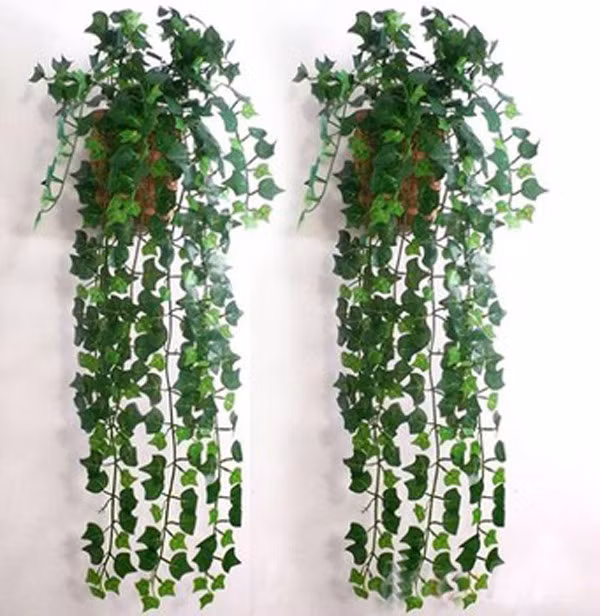 Cây thường xuân Là loại cây xanh tốt quanh năm, thường xuân có sức sống rất mãnh liệt, ngay cả trong mùa đông giá rét. Vì vậy, nó được xem là loại cây rất tốt theo phong thủy. Theo quan niệm dân gian, một công dụng khác của cây thường xuân là khả năng trừ tà. Chính vì thế, nó cũng là loài cây mang lại bình an, may mắn cho gia chủ. (Bài viết chỉ mang tính chất tham khảo, cung cấp nội dung khoa học phong thủy cho bạn đọc).