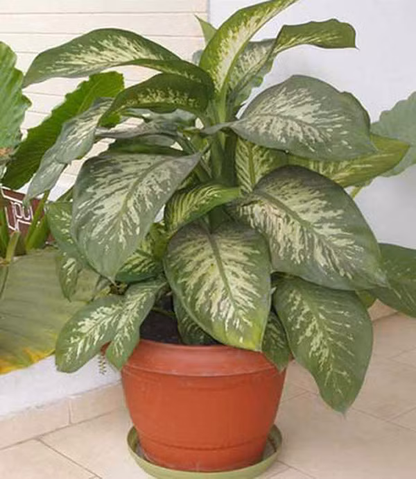 Vạn niên thanh Vạn niên thanh là loài cây có sức sống trường tồn, quanh năm lá xanh tốt nên được xem là cây cát tường. Vạn niên thanh chưng, trồng trong nhà trong các ngày lễ tết với ngụ ý mang sung túc và mọi điều tốt đẹp cho gia đình trong năm mới. Ngoài ra, vạn niên thanh được tặng, chưng trong đám cưới ngụ ý cho lời chúc như ý, trong lễ mừng thọ chúc sống lâu trường thọ.