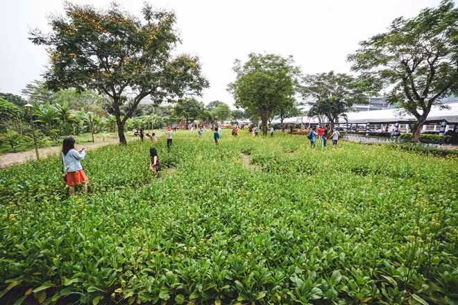 Vườn hoa cải thu hút rất nhiều khách tham quan ở nhiều độ tuổi đến chụp ảnh.