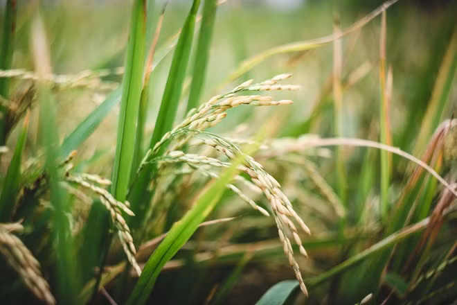 Khu vực trang trí mang đậm chất miền Tây Nam Bộ với những chiếc cầu khỉ, cánh đồng lúa, con đường rơm, người rơm...