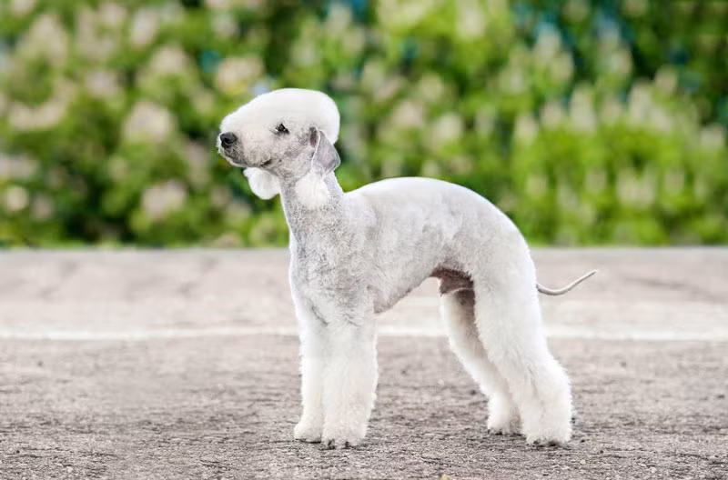 Chó sục Bedlington.