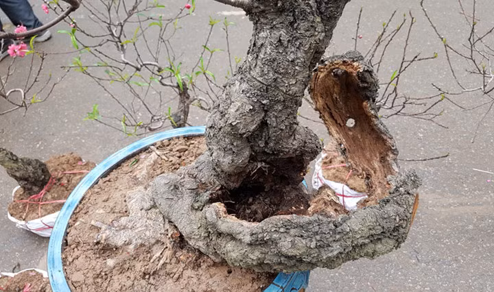 Cây đào có tuổi đời hàng chục năm, có nguyên một bên thân đang lũa, chỉ còn lại phần vỏ nhưng vẫn bám chắc chắn ở phần gốc chính (Ảnh: VietnamNet)