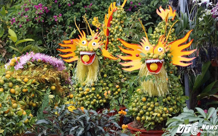 Ngoài ra còn có chậu quất tạo hình rồng độc đáo, lạ mắt (Ảnh: VTC News)