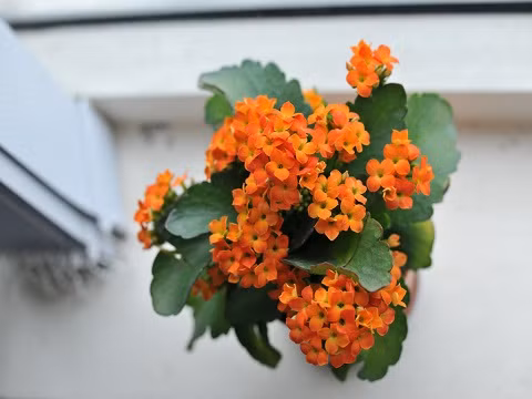 Ngoài ra, hoa còn mang ý nghĩa như một lời động viên, cầu chúc công việc thuận lợi, đồng thời nó cũng thể hiện cho tình bạn trong sáng và bền bỉ. Đây là món quà phổ biến mà những người đồng nghiệp, bạn bè hay dành tặng cho nhau. Loài hoa dẻo dai, mang đầy sức sống này còn thể hiện cho một tình yêu nồng nàn, bền bỉ không bao giờ lụi tàn.