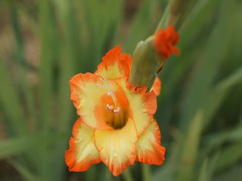 Hoa Lay Ơn - Tôn kính, biết ơn Hoa lay ơn còn được gọi là “kiếm lan”. Hoa được gọi là kiếm lan vì lá nó dài giống như lưỡi kiếm. Bên cạnh những loại hoa quen thuộc khác, hoa lay ơn cũng rất được ưa chuộng trong những ngày Tết. Hoa lay ơn mang ý nghĩa của sự hẹn hò, chính vì thế nó thường được tặng cho người mình thầm yêu với ngụ ý rằng mong sớm có một cuộc gặp gỡ, hội ngộ vui vẻ với người nhận hoa.