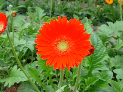 Ngoài ra, hoa đồng tiền còn tượng trưng cho sự tin tưởng, sôi nổi và nhiệt huyết. Muốn chinh phục trái tim một cô gái cá tính, sôi nổi hãy mạnh dạn tặng cô ấy một chậu hoa đồng tiền nhé các chàng trai. Những bông hoa đồng tiền vươn thẳng lên từ tán lá xanh cũng cho thấy một cá tính độc lập, tự tin. Các cánh hoa xoè rộng, đều tăm tắp với những màu sắc tươi sáng thể hiện sức sống mãnh liệt và sự viên mãn trong năm mới. Tết này hãy chọn những bông hoa đồng tiền thật đẹp để trưng trong nhà nhé, nó không chỉ giúp cho căn nhà bạn thêm thơm ngát, rực rỡ mà còn chở đầy những khát vọng, mong ước của gia đình bạn.