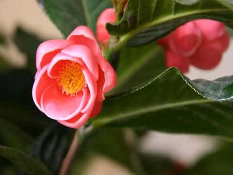 Chưng hoa Hải Đường trong nhà vào ngày Tết hay gửi tặng hoa này tới bạn bè, người thân dịp năm mới với ý nghĩa cầu mong sự giàu sang, phú quý sẽ đến. Cũng chẳng phải tự nhiên mà người ta hay tặng nhau những bức tranh vẽ hoặc thêu Hoa Hải Đường vào những dịp quan trọng như về nhà mới hay dịp năm mới... Hoa hải đường cũng tượng trưng cho tình cảm anh em hoà hợp, cuộc sống vui vầy, tình bạn keo sơn…. Đây là loài hoa thường được chọn mua vào dịp Tết bên cạnh đào, mai, cúc,… Hoa hải đường có nhiều loại với nhiều màu sắc rực rỡ giúp căn nhà bạn trở nên tươi mới và rộn ràng hơn vào những ngày xuân này. (Bài viết chỉ mang tính chất tham khảo, cung cấp nội dung mang tính trắc nghiệm vui cho bạn đọc). 