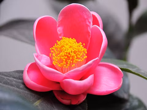 Hoa Hải Đường - Giàu sang, phú quý Hải Đường là loài hoa tượng trưng cho mùa Xuân. Chữ "Đường" trong tên gọi Hoa Hải Đường thường được hiểu như là ngôi nhà lớn, nhà chính. Chính vì thế, đây được coi là loài hoa thể hiện cho sự giàu có, sung túc, phát tài, phát lộc.