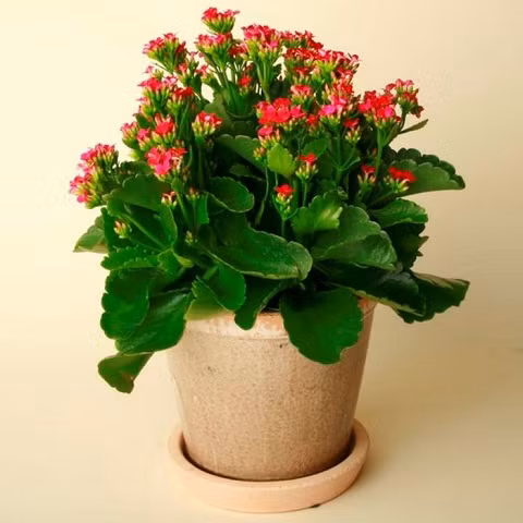 Hoa Sống Đời - Vạn sự thuận lợi Hoa sống đời còn có tên gọi khác là cây thuốc bỏng, có nhiều loại tương ứng với màu sắc khác nhau. Loài hoa này rất được ưa chuộng trong dịp Tết vì đặc tính dễ trồng, dễ chăm sóc và đẹp. Một chậu hoa sống đời bày trong nhà ngày Tết như một lời cầu chúc sức khỏe và hạnh phúc đến cả gia đình. Loài hoa nhỏ nhắn nhưng màu sắc rực rỡ mang một sức sống bền bỉ, mãnh liệt này còn tượng trưng cho sự sinh sôi nảy nở và tình đoàn kết của các thành viên trong gia đình.