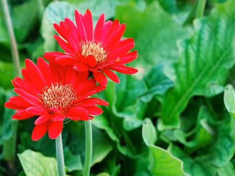 Hoa Đồng Tiền - Ấm no, hạnh phúc Hoa đồng tiền được trồng khá phổ biến ở Việt Nam, loài hoa này có thể nở quanh năm. Hoa đồng tiền có nhiều màu sắc phong phú như đỏ, vàng, cam và mỗi loại hoa đều có một ý nghĩa khác nhau. Hoa đồng tiền vàng mang đến sự hạnh phúc và sung túc; hoa đồng tiền cam mang đến sự rực rở, tươi vui; hoa đồng tiền đỏ mang đến tình yêu; hoa đồng tiền màu hồng có ý nghĩa như một sự ca ngợi, khích lệ; trong khi đó hoa đồng tiền trắng lại biểu hiện cho sự trong sáng, thuần khiết….