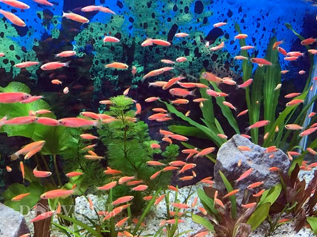 Theo ông Công và nhiều chủ cung cấp cá cảnh lớn khác ở Quảng Ngãi, những dịp Tết gần đây, cùng với hoa và bonsai, số lượng người dân Quảng Ngãi mua cá cảnh về chơi trong dịp Tết ngày càng nhiều. Những loại cá cảnh nhỏ nhưng màu sắc đẹp được bán với giá dưới 10.000 đồng/con