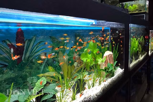 Là một đầu mối cung cấp cá cảnh các loại lớn có tiếng của tỉnh Quảng Ngãi, ông Nguyễn Văn Công (40 tuổi, ở phường Trương Quang Trọng) bộc bạch: "Cùng với việc tìm hiểu để đưa về các loại cá mới lạ, trước nhu cầu ngày càng lớn, đặc biệt là dịp Tết sắp đến, lượng cá cảnh tôi đã và đang dự tính nhập về nhiều gấp từ 3-4 lần so với cùng kỳ năm trước".