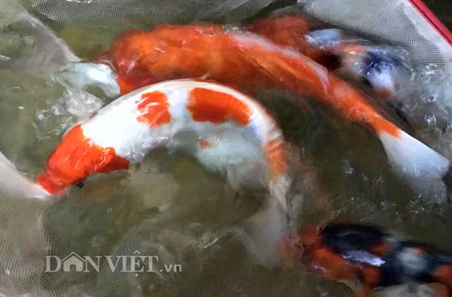Tùy theo kích cỡ, màu sắc mà giá cá Koi Việt Nam được bán dao động từ 300.000 đồng-1 triệu đồng/con, rẻ hơn so với cùng loại nhập từ Nhật Bản gấp từ 2-4 lần/con.