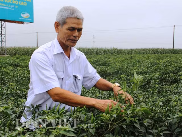 Thanh Hoa Ot tuoi gia 1.000 dong 2 qua dat ky luc