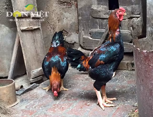 Gà có đặc điểm to lớn, con trống trưởng thành nặng từ 4-7kg, gà mái đạt từ 3-5kg. Ngoài vẻ đẹp ngoại hình, chất lượng thịt gà Hồ thuộc hàng hảo hạng, da giòn, thịt chắc, ngon thơm đặc biệt. Chất lượng gà được tạo thành bằng quá trình chăn thả tự nhiên, chỉ sử dụng thức ăn nông sản, tuyệt nhiên không dùng thức ăn công nghiệp.