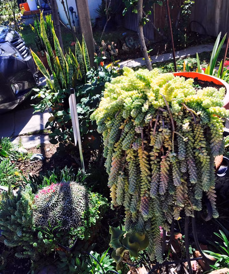 Giò cây chuỗi bi phát triển xanh tốt. Giống cây này chỉ cần ngắt một cành nhỏ và cắm xuống đất là vài ngày sau sẽ mọc lên cây mới.