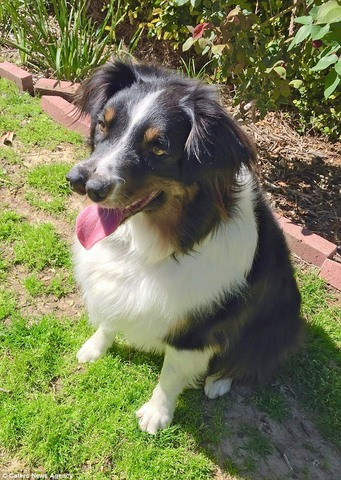 Todd chia sẻ: “Tôi rất thích những động vật kì dị và học được rất nhiều điều kì lạ từ chúng”. Tuy nhiên Todd nói rằng điều đáng buồn là mọi người thường rũ bỏ những sinh vật kì lạ trước khi nhận nuôi vì chúng khác biệt.