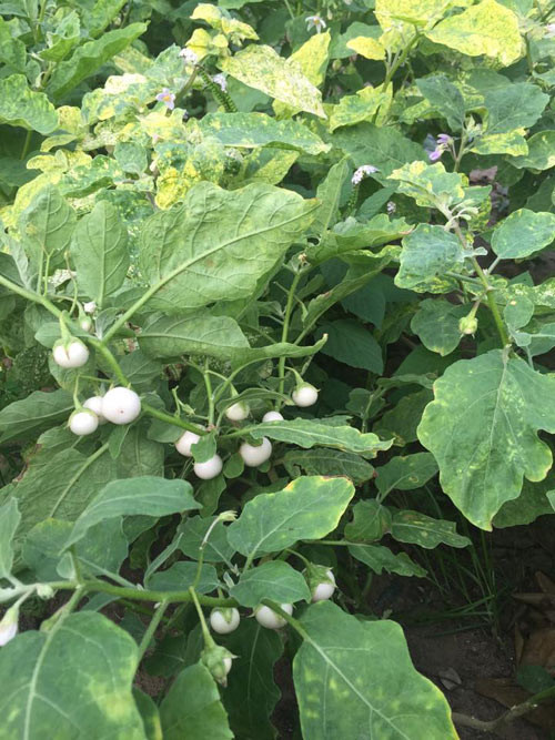 Những quả cà pháo dân dã không thể thiếu trên mâm cơm thôn dã.