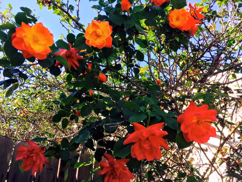 Bụi hoa hồng đang khoe sắc lửa dưới nắng tháng Ba.