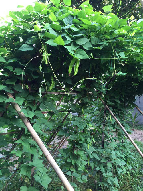 Giàn đậu rồng lúc lỉu quả.