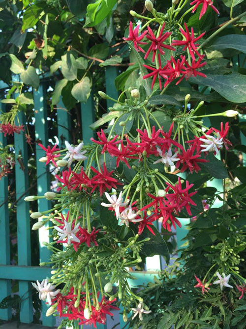 Vườn nhà của Lê Phương ở Trà Vinh có đủ các loại cây trái. Bên hàng rào là cây sử quân tử. Nhiều người tin rằng cây chỉ nở hoa khi nhà có chuyện vui.