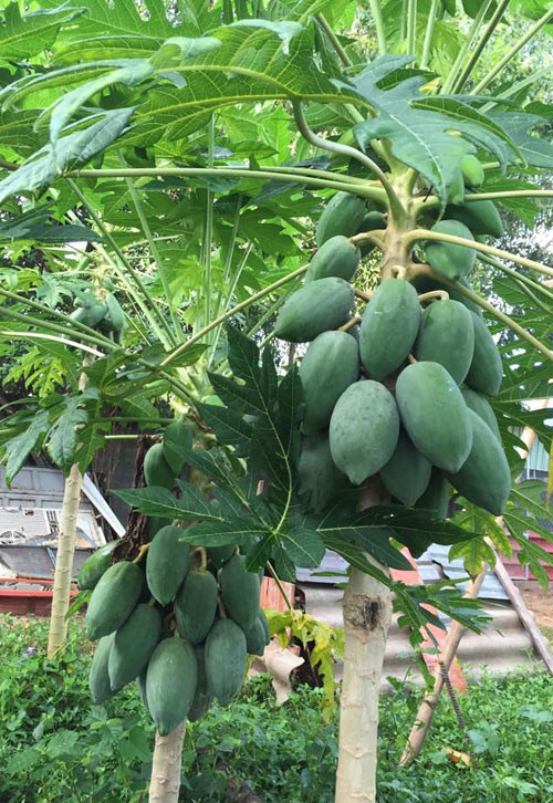 Đu đủ mọc trĩu cây. Nhiều khi ăn không hết, ba mẹ cô lại đem sang biếu hàng xóm, họ hàng.